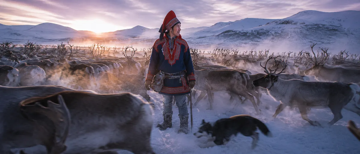 Sami Reindeer Herder Arctic Migration Portrait